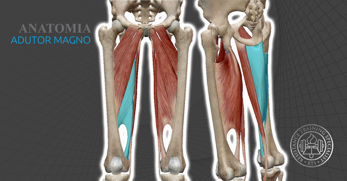 Anatomia Músculo Adutor Magno