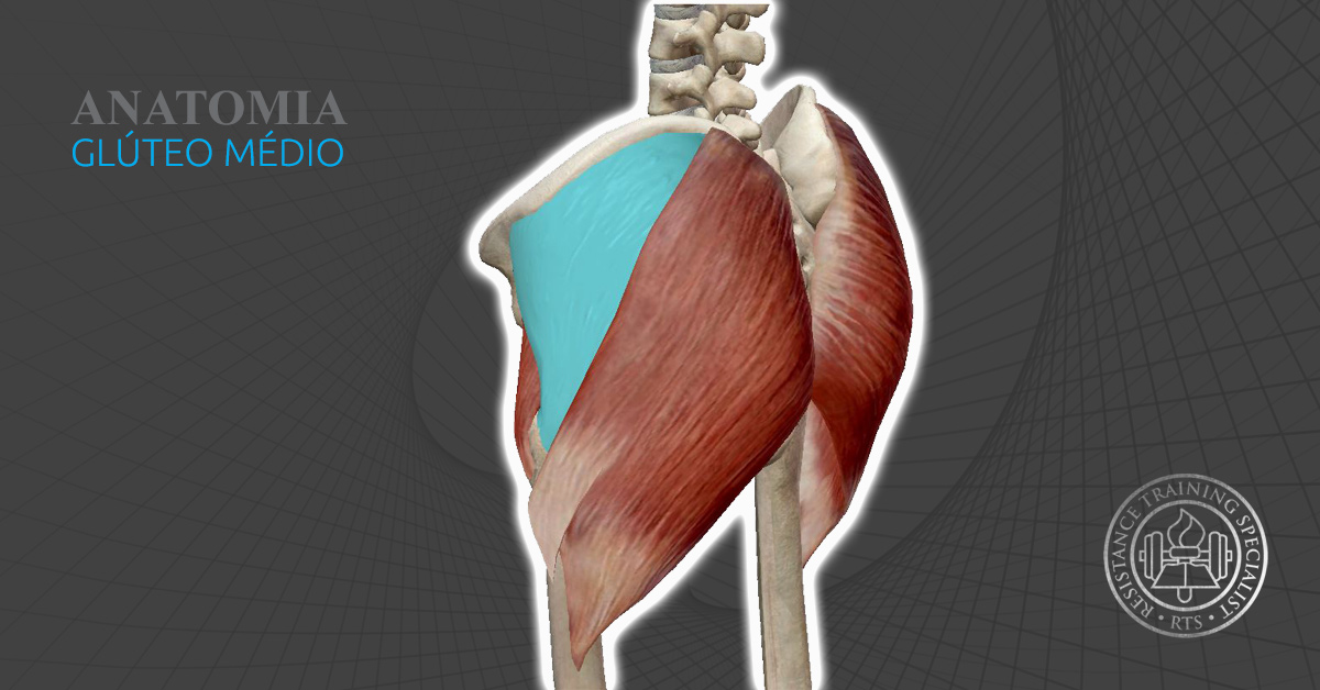 Anatomia Músculo Glúteo Médio