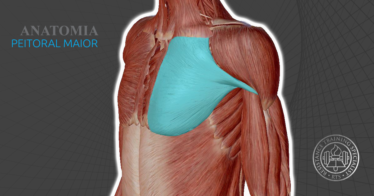 Anatomia Músculo Peitoral Maior
