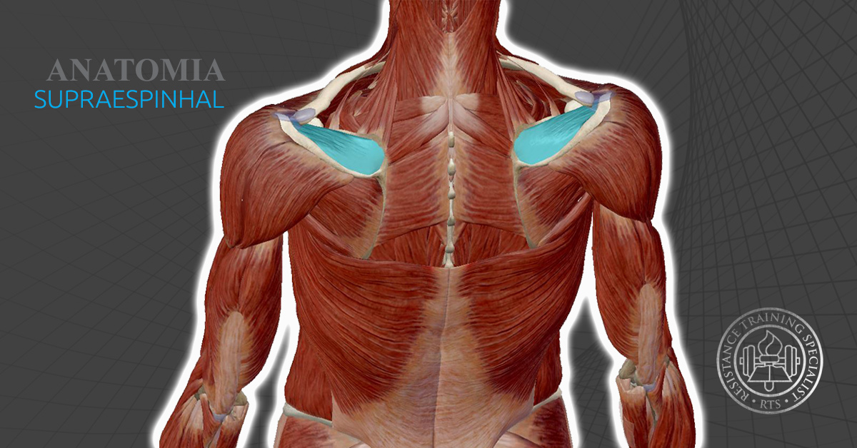 Anatomia Músculo Supraespinhal